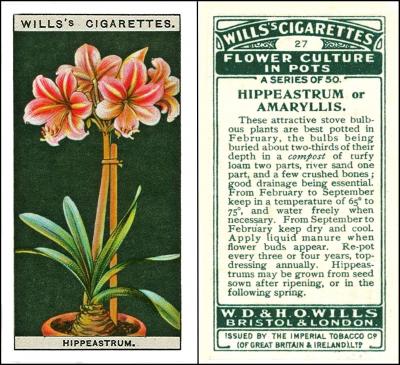 W675-174 : W/217 [tobacco : UK] W.D & H.O. Wills "Flower Culture in Pots" (February 1925) 27/50