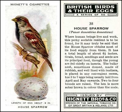 H536-410 [tobacco : UK] Hignett Bros & Co. “British Birds & Their Eggs” 38/50