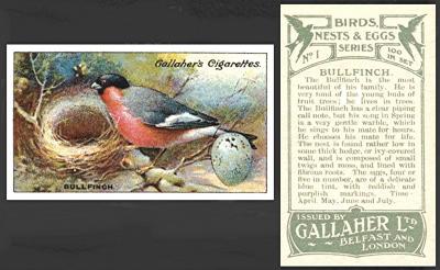 Gallaher "Birds Nests"