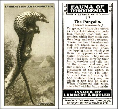 Lambert and Butler pangolin