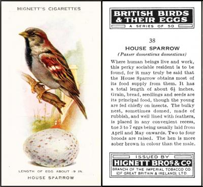Hignett "British Birds and Their Eggs" 38/50
