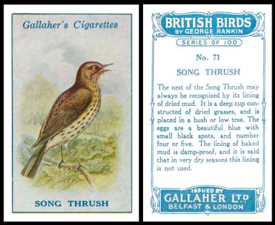 G075-340 Gallaher “British Birds” by George Rankin (1923) 71/100