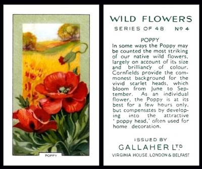 Gallaher "Wild Flowers"