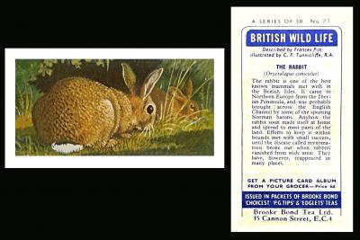 Brooke Bond "British Wildlife"