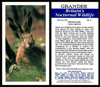 Grandee Britains Nocturnal Wildlife