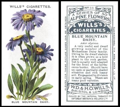 wills alpine flowers