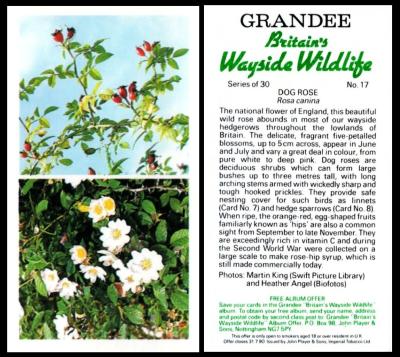 grandee Britains wayside wildlife