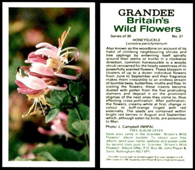 player grandee brit wild flowers