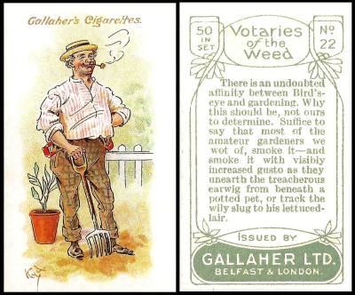 Gallaher Votaries of the Weed