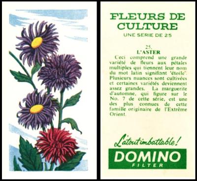 BAT Domino Fleurs Culture