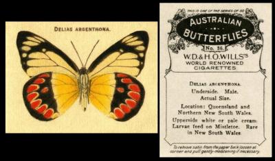 Wills Australian Butterflies