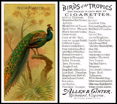 Allen Ginter Birds of Tropics