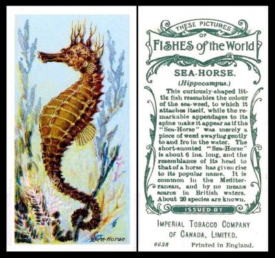 ITC Fishes of the World
