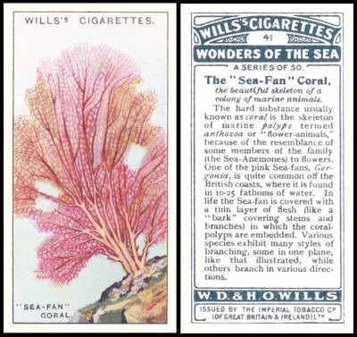 wills wonders sea
