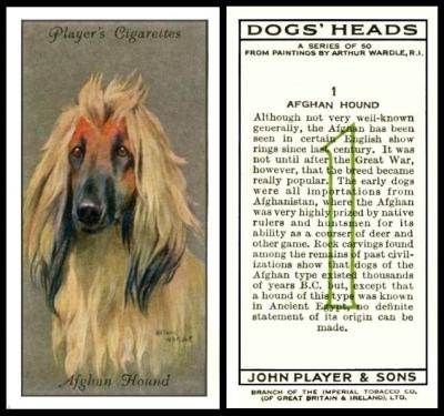 John Player Dogs Heads Irish