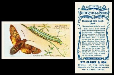 Clarke Butterflies Moths