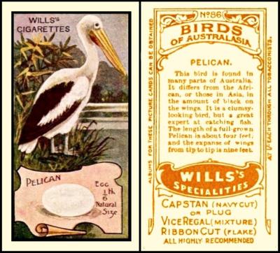 Wills Birds of Australasia