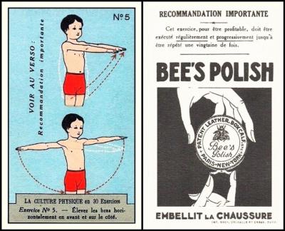 Bees Polish Exercises