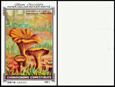 peter ckn champignons comestibles