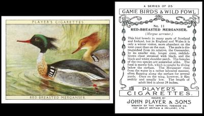 Player Game Birds Wild Fowl