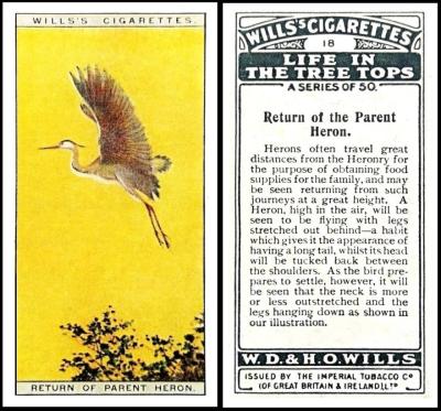 Wills Life in the Tree Tops