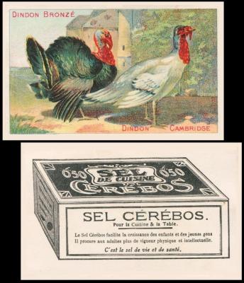 Cerebos Salt Basse Cour