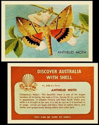 Shell butterflies and moths