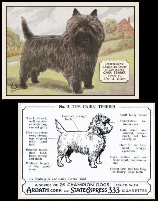 Ardath Champion Dogs