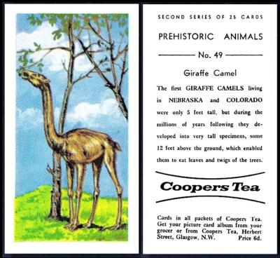 Coopers Tea Prehistoric 2nd