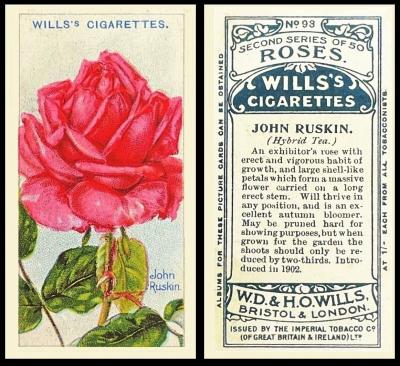 Wills roses second series