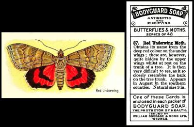 Gossage butterflies moths
