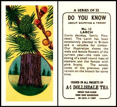 A-1 Dollisdale DYK Shipping Trees