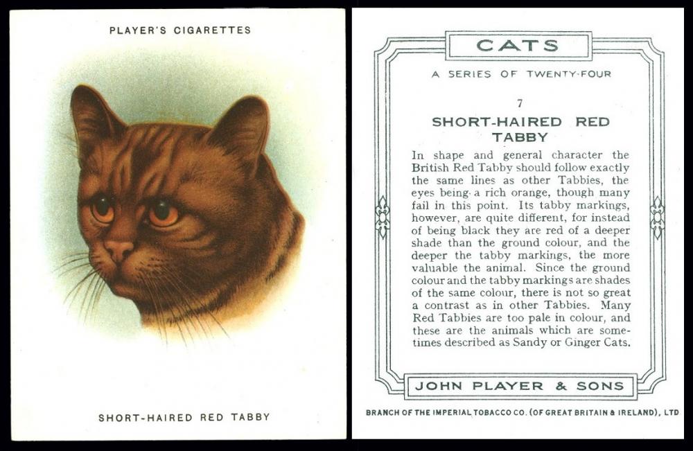 John Player "Cats"