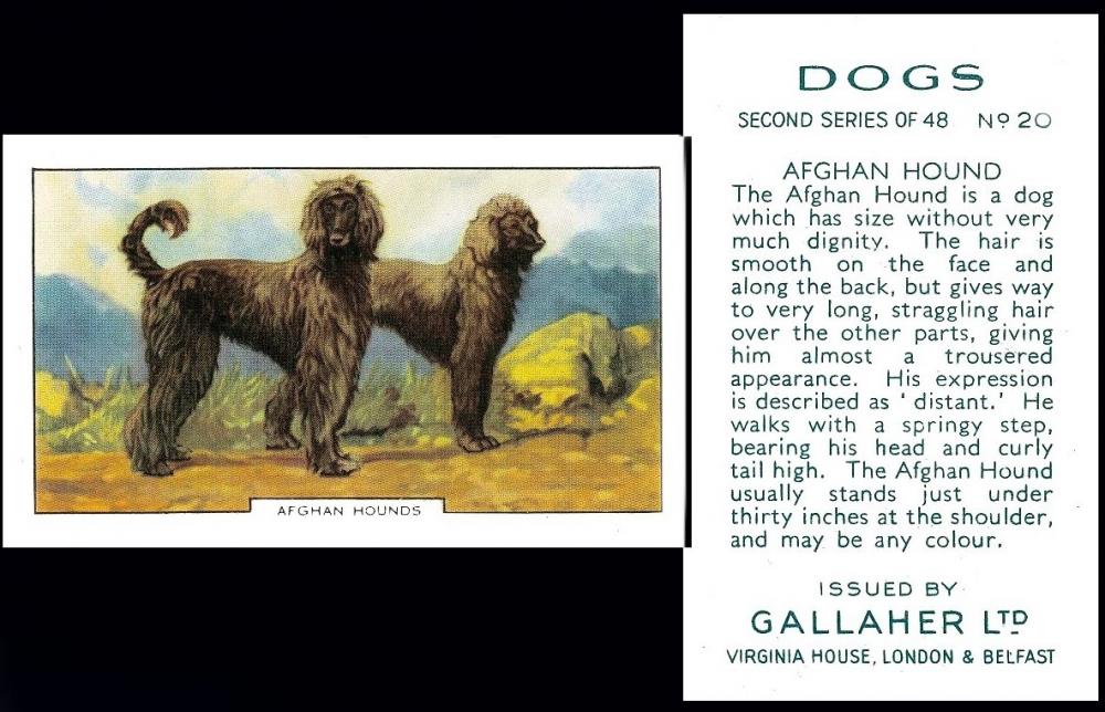  Gallaher [tobacco : UK] "Dogs" Second Series (September 1936) G075-580.2 : G12-81.2