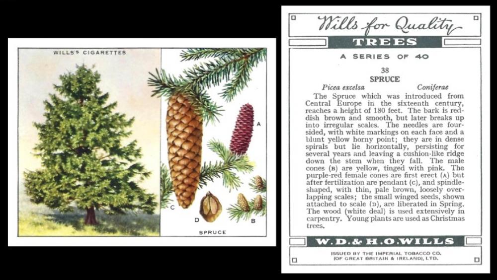 W.D. & H.O. Wills "Trees"