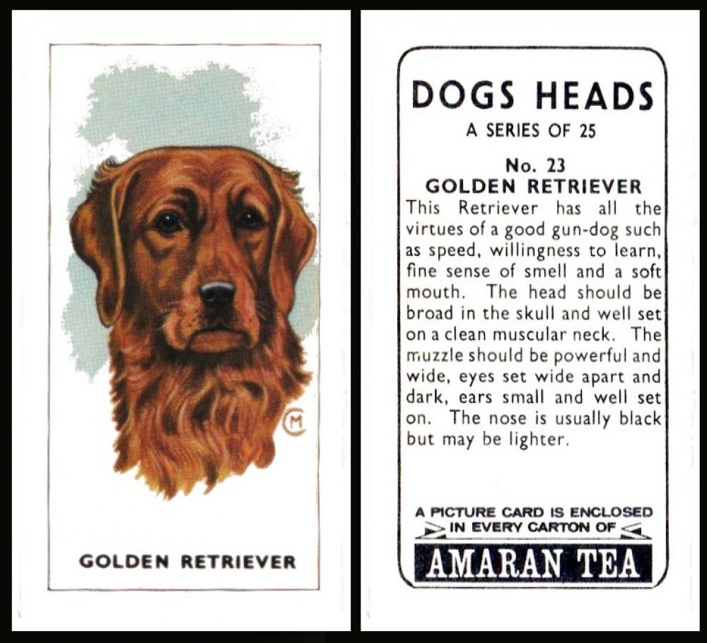 Amaran Dogs Heads