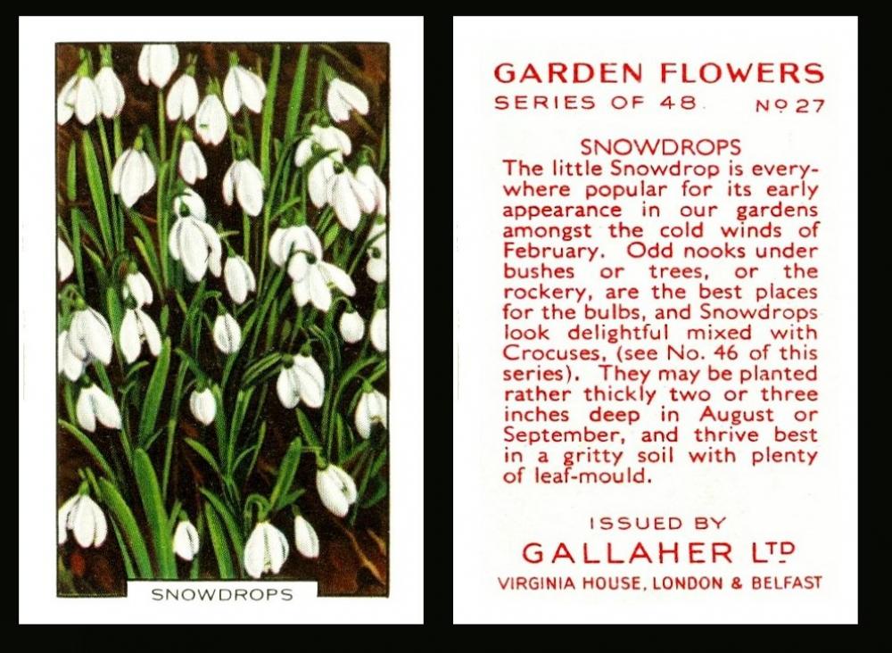 Gallaher  "Garden Flowers"