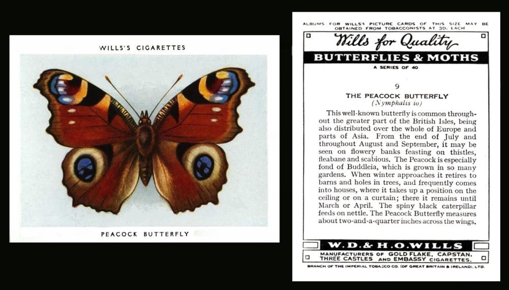 wills butterflies and moths