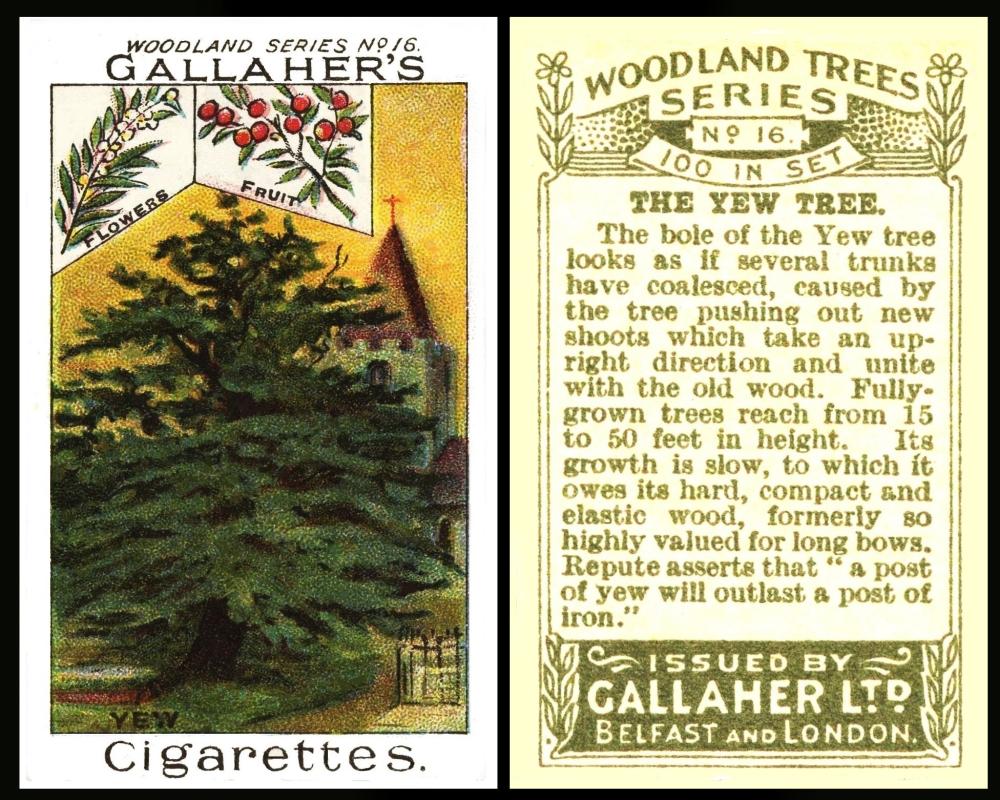 Gallaher Woodland Trees