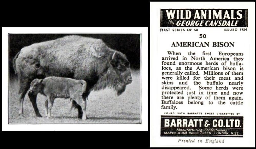 Barratt Wild Animals