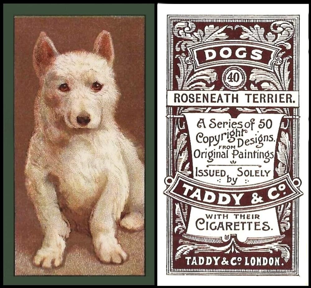Taddy Dogs