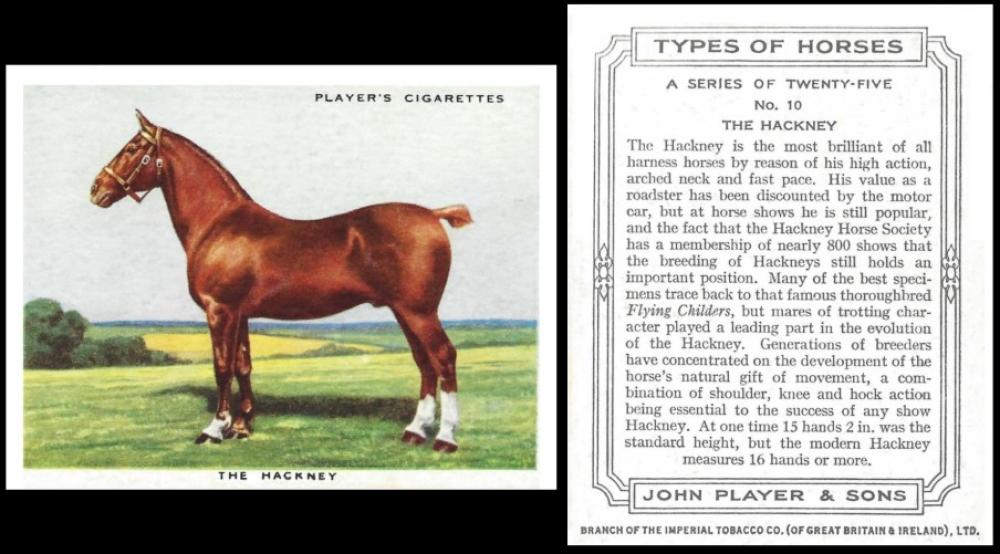 player types of horses
