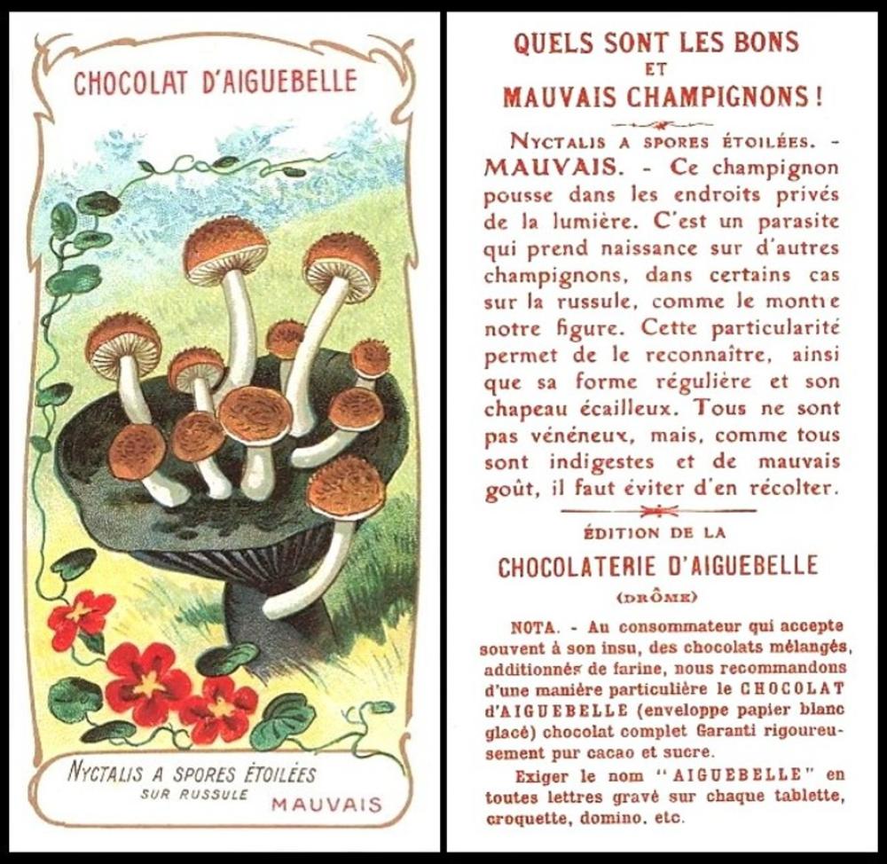 Chocolat D`Aiguebelle Mushrooms