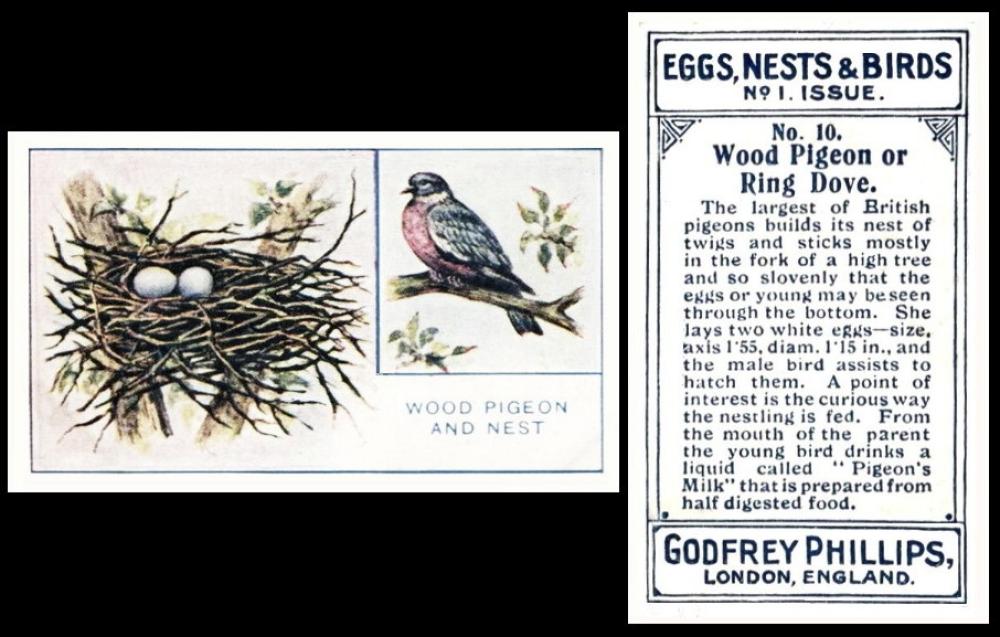 Phillips eggs nests birds