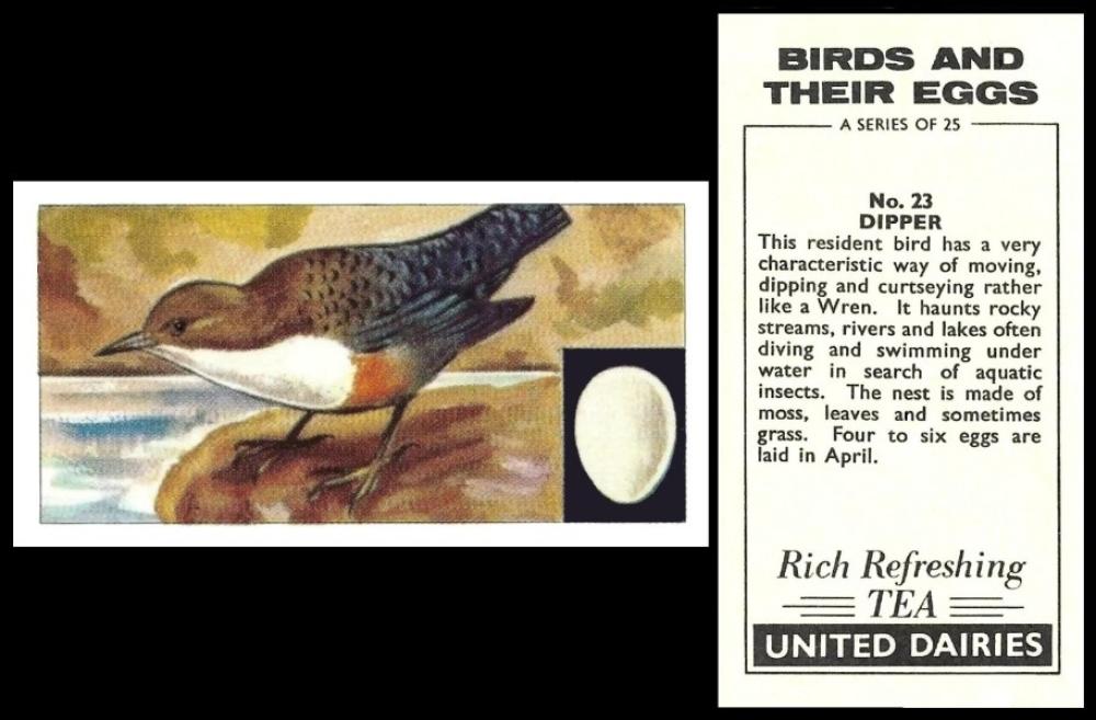 United Dairies Birds Eggs