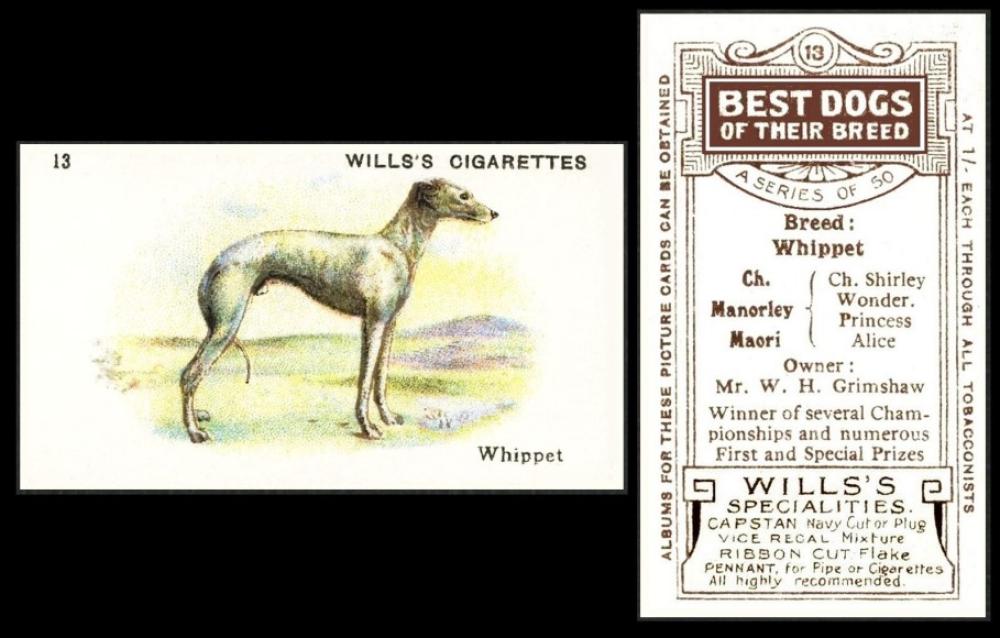 Wills spec Best Dogs of their Breed