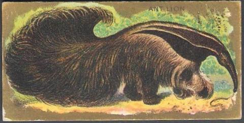 The 'Ant Lion' card from Kinney's 'Animals' set.