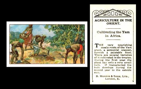 M884-130 [tobacco : UK] B. Morris “General Interest” - Agriculture in the Orient (1910) Un/30 - cultivating the Yam