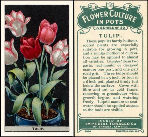 I205-630 : I/6-23 : USA/C13 [tobacco : OS : Canada] Imperial Tobacco Company of Canada Ltd. "Flower Culture in Pots" (1925) 49/50