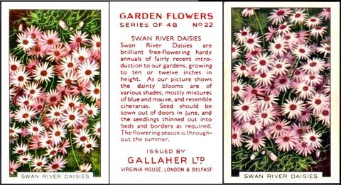 G075-620 : G12-87 [tobacco : UK] Gallaher Ltd “Garden Flowers” (February 1938) 22/48